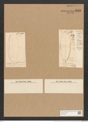 Nitzschia circumsuta (Bail.) Grun. (de-Toni-Nr.: Genus 47, Species 2037) Zeichnungen Sammlung Grunow Nr. 4023 (NHMW-BOT-W0371831)